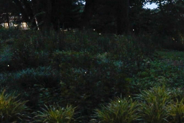 New York City Sees a Surge of Fireflies This Summer