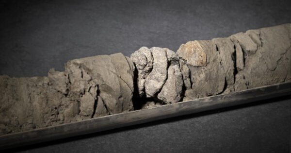 Ancient Dinosaur Fossil Discovered Beneath Denver Museum of Nature and Science