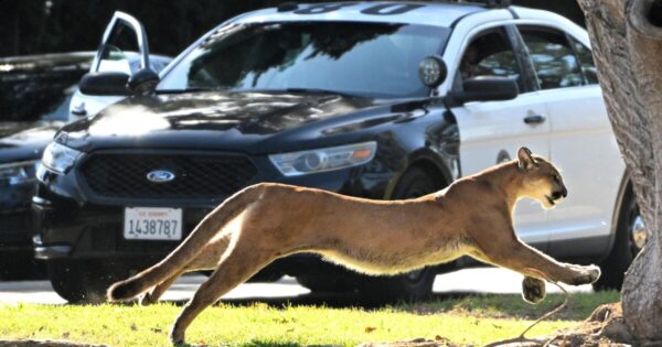 How Societal Factors Shape Urban Wildlife: New Study Reveals the Intersection of Culture and Ecology
