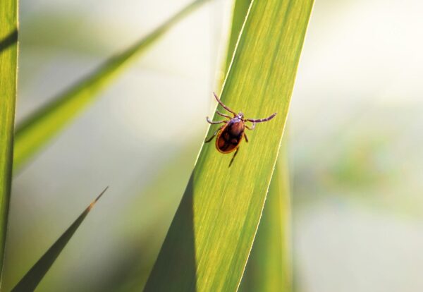 Urgent Warning as Tick Bite ER Visits Surge in Tri-State Area