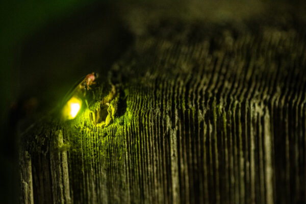 Lightning Bug Population Surges in Chicago This Summer