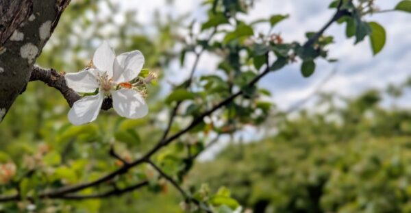 Exploring Washington’s Cider Scene: A Tasty Journey Through Orchards and Tastings