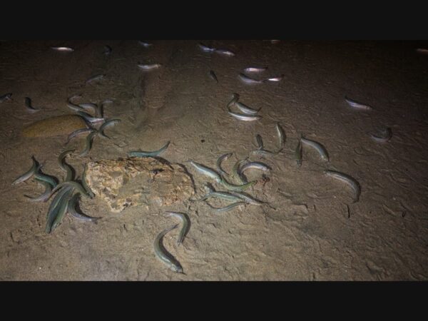 Last Chance to Witness the Spectacular Grunion Run in Southern California