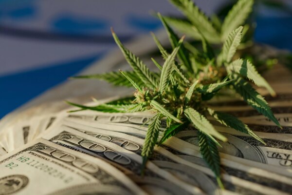 Insights into the Evolving Cannabis Landscape: Market Trends and Advocacy Efforts