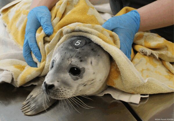 Understanding Baby Seals: Why It’s Important to Leave Them Alone