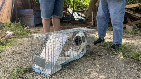 Community Comes Together to Rescue Pets After Devastating Flood in Ingram, Texas