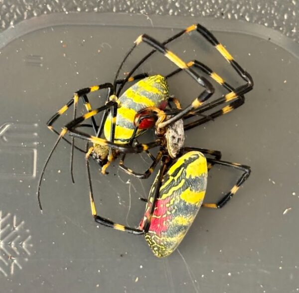 Joro Spider Invasion: Unveiling Cannibalistic Behavior in the New Inhabitants of the East Coast