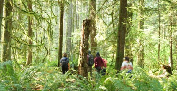 Exploring the Abundance of Foraging in Washington: A Guide to Seasonal Treasures