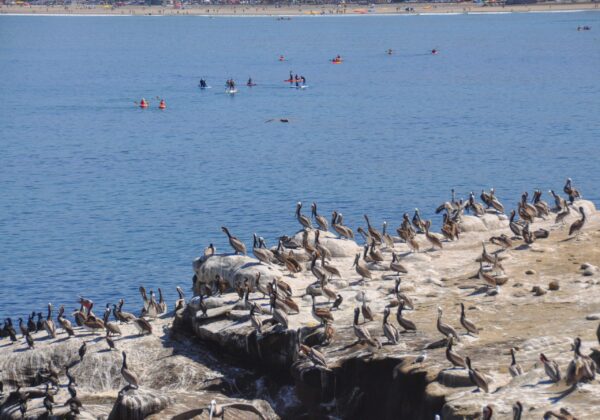 Foul Odors Return to La Jolla Cove as City Pauses Eco-Friendly Treatment