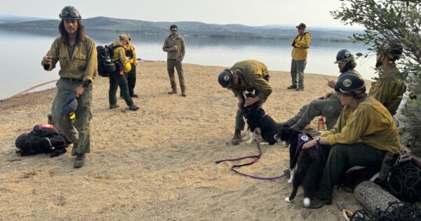 Karelian Bear Dogs Assist Firefighters in Delta Junction Wildfire Efforts