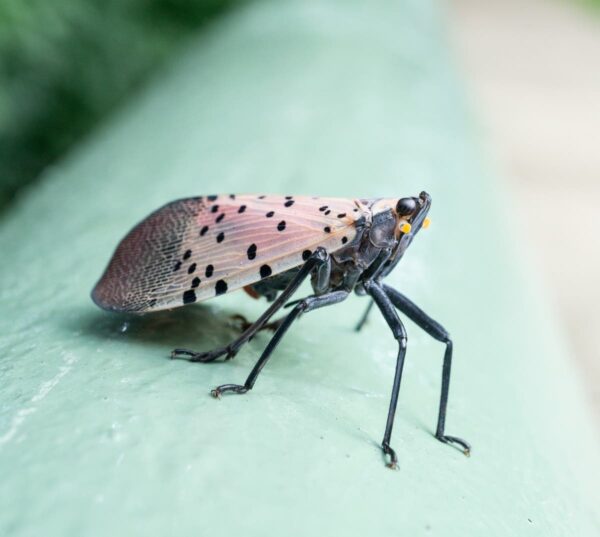 University of Georgia Urges Vigilance Against Invasive Spotted Lanternfly