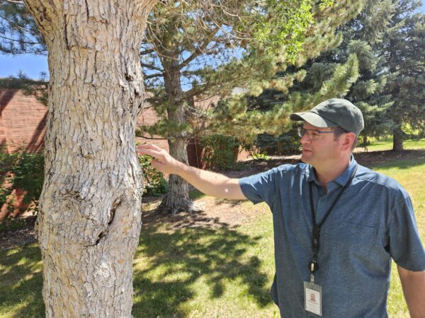 Westminster Battles the Deadly Emerald Ash Borer Threatening Local Ash Trees