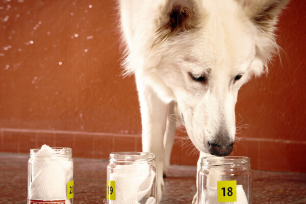 Canine Detection of Parkinson’s Disease: A Breakthrough in Non-Invasive Screening