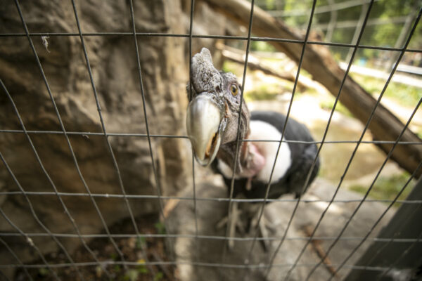 Denver Zoo’s Conservation Efforts Shine Light on Andean Condors in Peru