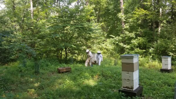 Local Beekeepers Prepare for Exciting Honey Harvest Amid Pest Challenges
