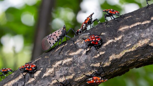 Spotted Lanternflies: A Growing Concern in the DMV Region