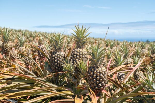 Maui Gold Pineapple Partners with Amazon Air to Transform Shipping for Hawaii’s Agriculture