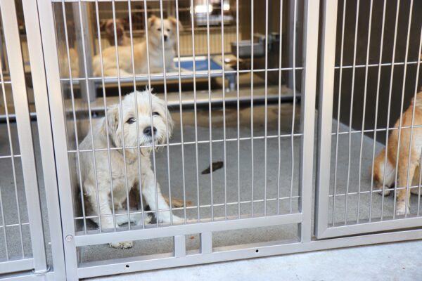 Impact of ICE Raids in Los Angeles: Rising Surrender Rates at Animal Shelters