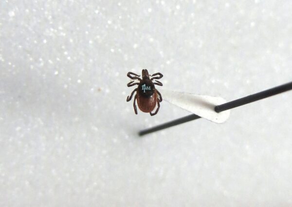 Tick Bite Risk Peaks in New York City: Residents Urged to Take Precautions