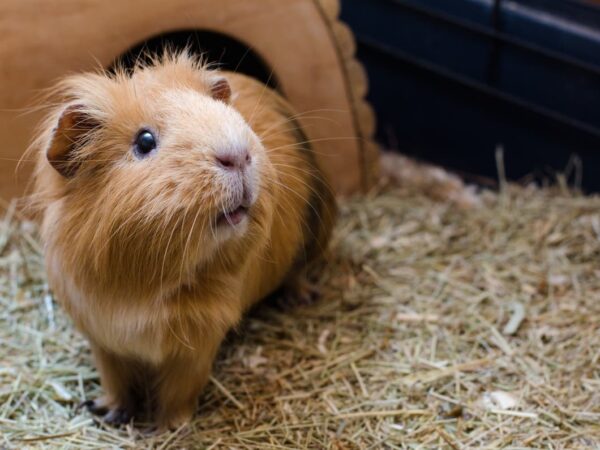 Rescue Efforts Underway for Hundreds of Guinea Pigs in South Los Angeles