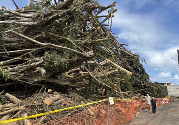 Tragic Discovery After Uprooted Banyan Tree Incident on Hawai‘i Island