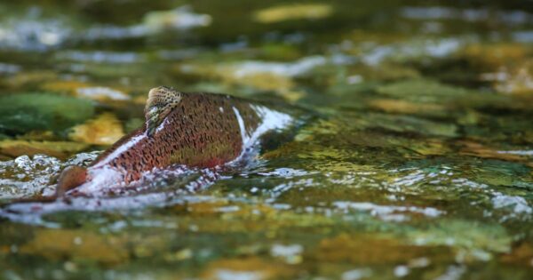 Rest Stop for Salmon Planned at Milwaukie Bay Park to Support Native Fish