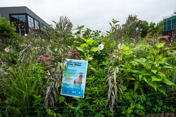 Explore Chicago’s Vibrant Outdoor Activities This July