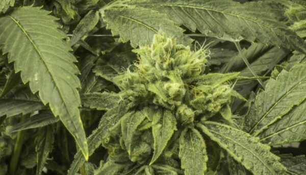 Chicago Police Officer Avoids Dismissal After Positive Marijuana Test