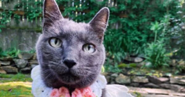 Seattle Woman Sues Blue Angels Over Cat’s Suffering Amid Flyovers