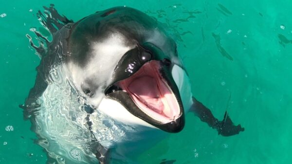 Bankruptcy Court Addresses Animal Safety Amid Dolphin Company Sales