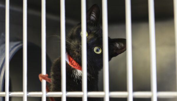 Friday Rundown: Chicago Faces Animal Surrender Crisis, School Funding Debates, and Cultural Celebrations