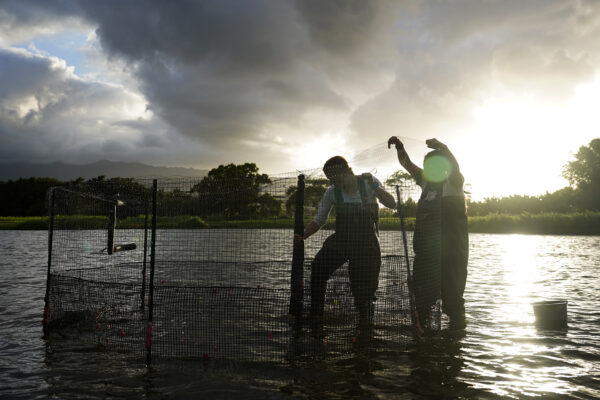 Efforts Underway to Save the Endangered Koloa Maoli Duck on Kauaʻi