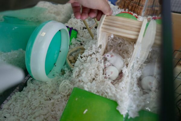 Secondhand Pet Supply: A Nonprofit Venture Reshaping Pet Care and Adoption