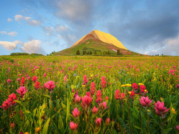 Experience the Wildflower Wonderland of Colorado This Summer