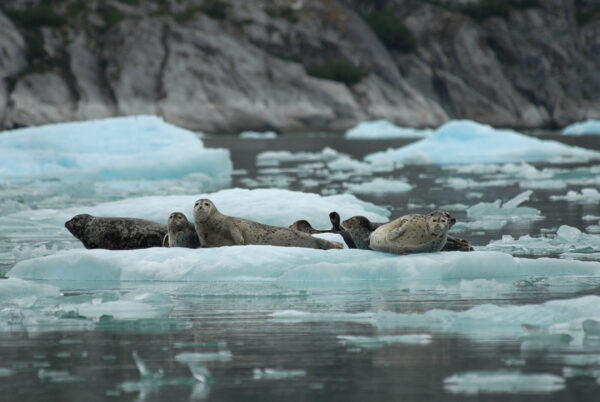 Guidelines Established to Protect Harbor Seals in Alaska’s Glacial Fjords