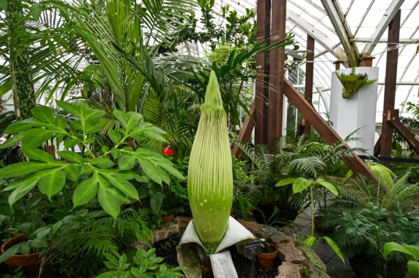Rare Corpse Flower ‘Chanel’ Set to Bloom at San Francisco Conservatory of Flowers