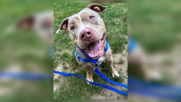 Boston Dog Seen Being Abused on Video Now Ready for Adoption