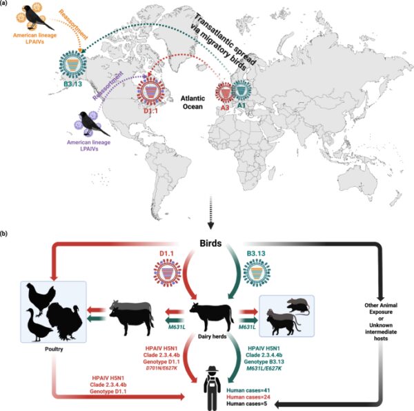Surge of HPAI H5N1 Virus: New Genotypes Raise Alarm in North America