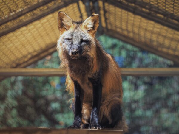 Four Russian Foxes Arrive in San Diego After Yearlong Rescue Effort
