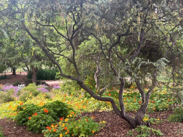 Discovering the Hidden Gem of Trees for Health Garden in Balboa Park