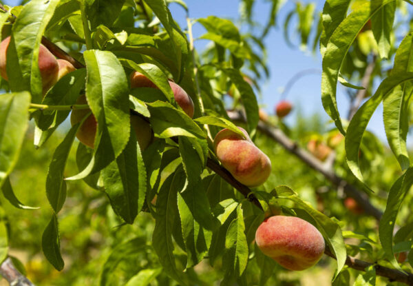 Ahern Orchard Flourishes in Las Vegas, Donating Fresh Fruit to the Community
