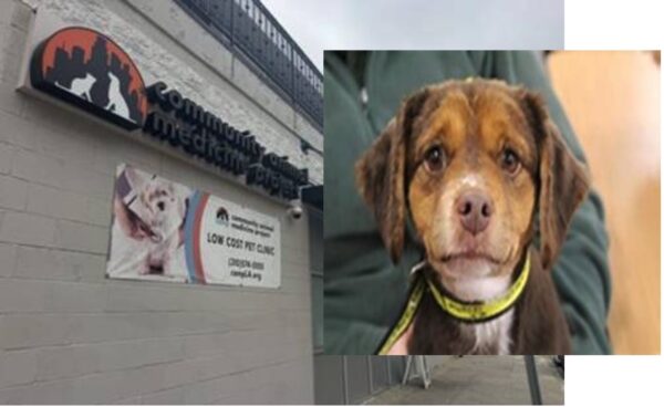 Concerns Over Pet Abandonment Claims Amid Immigration Raids in Los Angeles