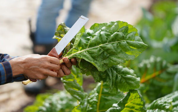 New Dean of UH Agricultural Research College Aims to Transform Local Food Production