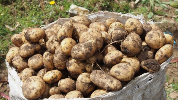Unraveling the Genetic Mystery of Potatoes: A Journey Through Interbreeding and Evolution