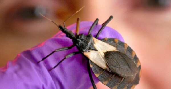 Push to Classify Chagas Disease as Endemic in the U.S.
