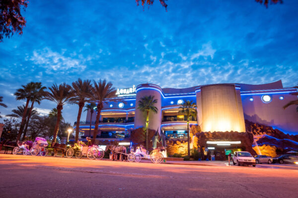 Explore the Wonders of Marine Life at Houston’s Aquariums