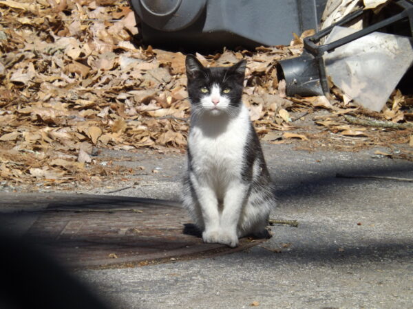 Campus Cats: Georgia Tech’s Furry Friends and Their Impact on Student Life