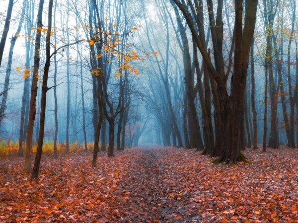 Harnessing Mycorrhizal Fungi: A Path to Sustainable Forest Restoration and Agriculture